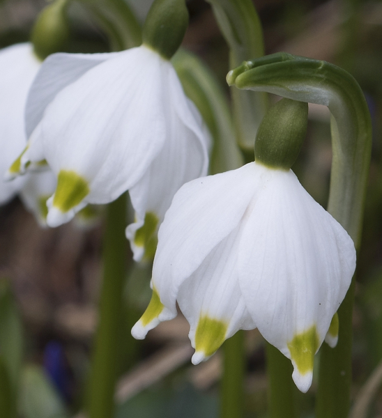 Pflanzenbild gross Märzenglöckchen - Leucojum vernum