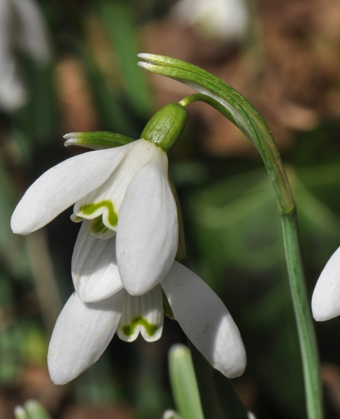 Pflanzenbild gross Schneeglöckchen - Galanthus nivalis