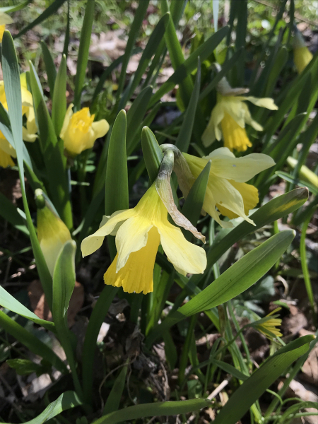 Pflanzenbild gross Osterglocke - Narcissus pseudonarcissus