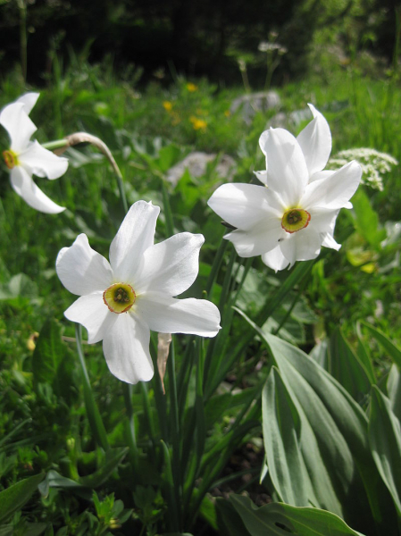 Pflanzenbild gross Weisse Narzisse - Narcissus poëticus aggr.