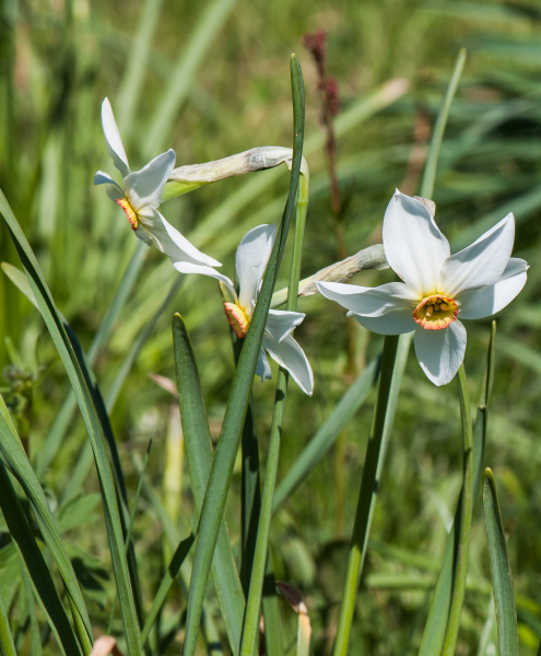 Pflanzenbild gross Weisse Narzisse - Narcissus poëticus aggr.