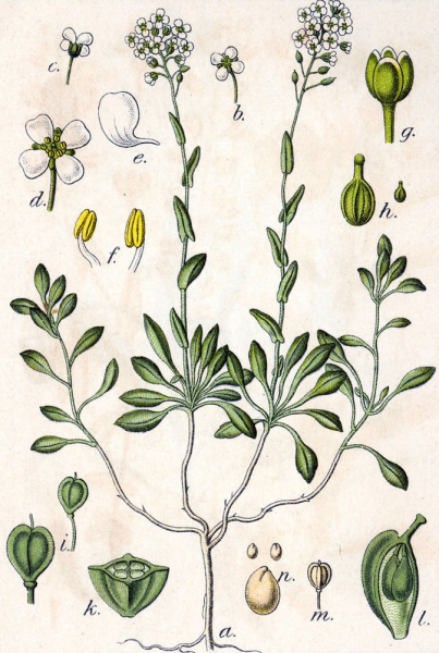Pflanzenbild gross Berg-Täschelkraut - Thlaspi montanum
