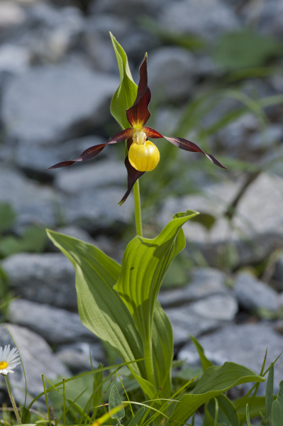 Pflanzenbild gross Frauenschuh - Cypripedium calceolus