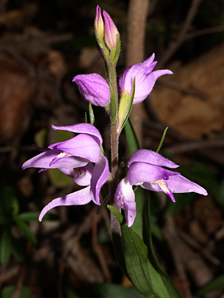 Pflanzenbild gross Rotes Waldvögelein - Cephalanthera rubra