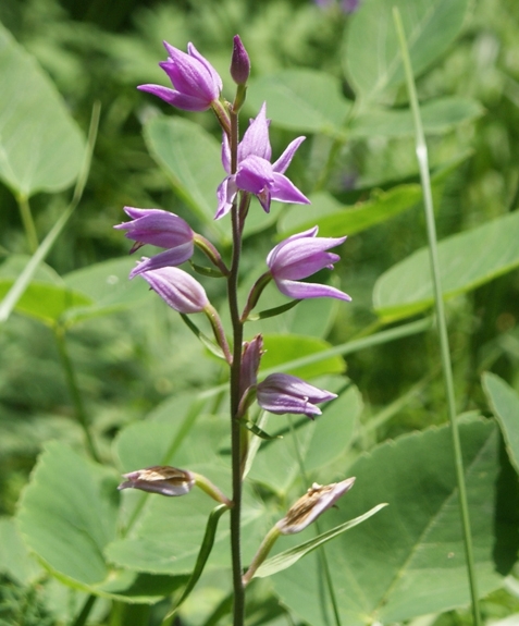 Pflanzenbild gross Rotes Waldvögelein - Cephalanthera rubra