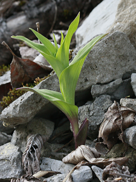 Pflanzenbild gross Braunrote Stendelwurz - Epipactis atrorubens