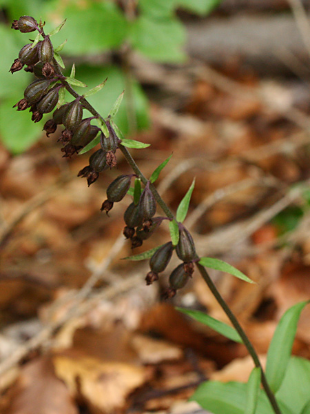 Pflanzenbild gross Braunrote Stendelwurz - Epipactis atrorubens