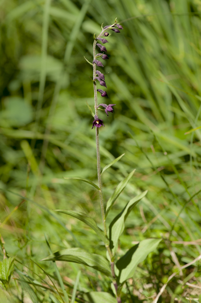 Pflanzenbild gross Braunrote Stendelwurz - Epipactis atrorubens