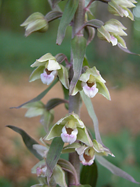 Pflanzenbild gross Violette Stendelwurz - Epipactis purpurata