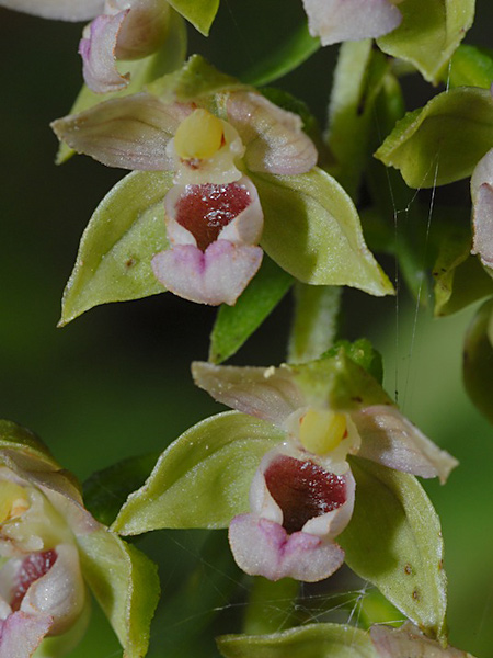 Pflanzenbild gross Gewöhnliche Breitblättrige Stendelwurz - Epipactis helleborine