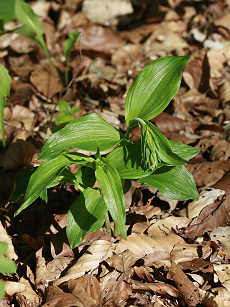 Pflanzenbild gross Gewöhnliche Breitblättrige Stendelwurz - Epipactis helleborine
