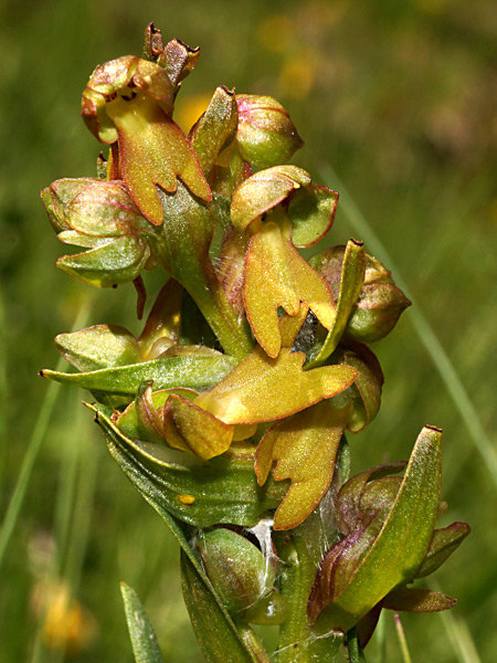 Pflanzenbild gross Grüne Hohlzunge - Coeloglossum viride