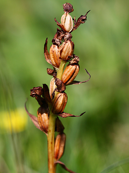 Pflanzenbild gross Grüne Hohlzunge - Coeloglossum viride