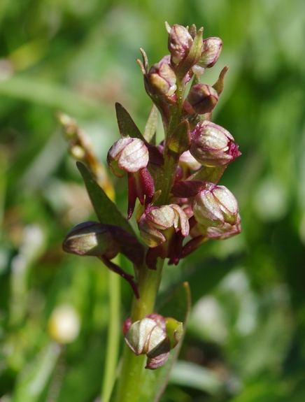 Pflanzenbild gross Grüne Hohlzunge - Coeloglossum viride