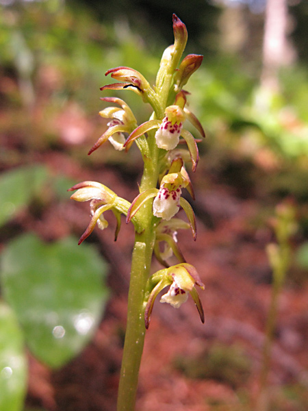 Pflanzenbild gross Korallenwurz - Corallorhiza trifida