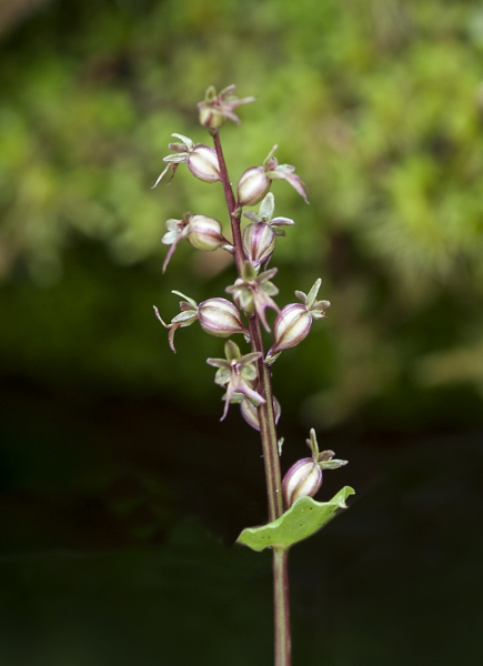 Pflanzenbild gross Kleines Zweiblatt - Listera cordata