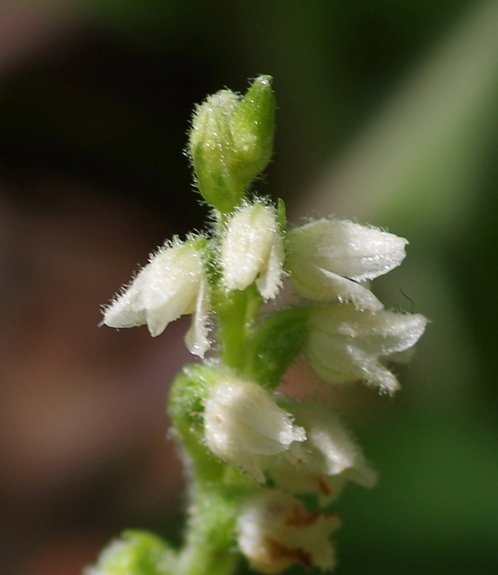 Pflanzenbild gross Moosorchis - Goodyera repens