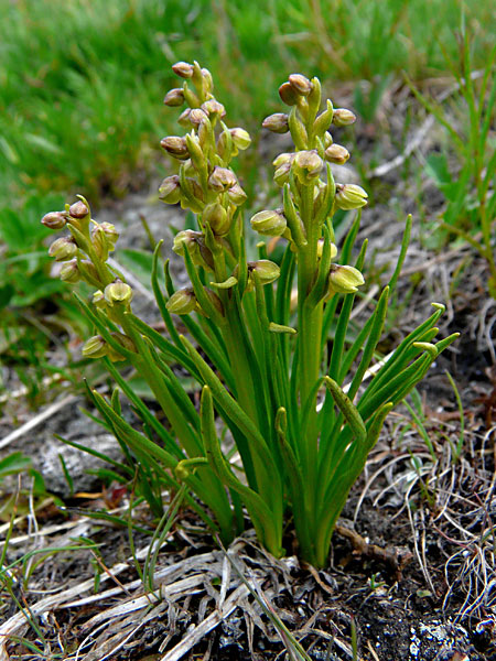 Pflanzenbild gross Zwergorchis - Chamorchis alpina