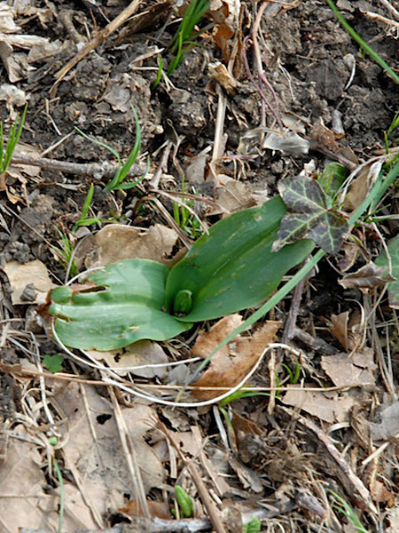 Pflanzenbild gross Grünliches Breitkölbchen - Platanthera chlorantha