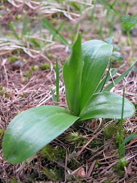 Pflanzenbild gross Weisszunge - Pseudorchis albida