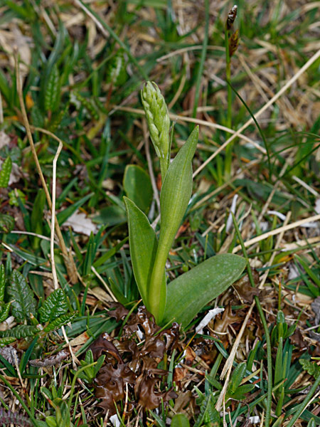 Pflanzenbild gross Weisszunge - Pseudorchis albida