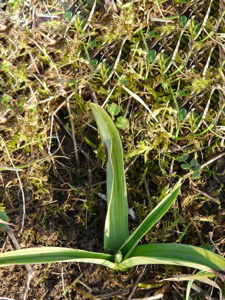 Pflanzenbild gross Spitzorchis - Anacamptis pyramidalis