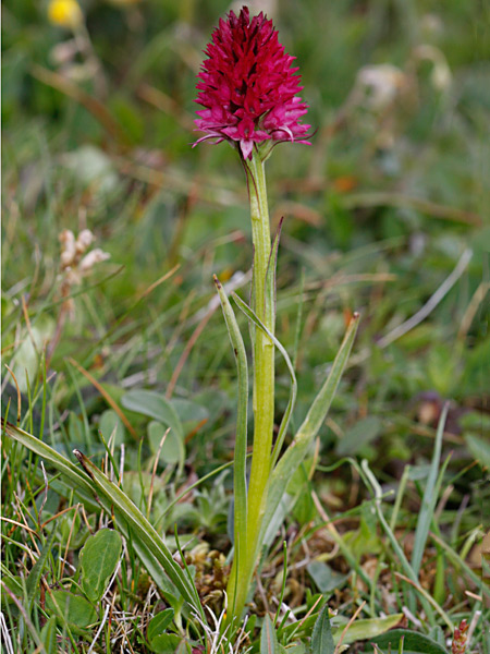 Pflanzenbild gross Rotes Männertreu - Nigritella rubra