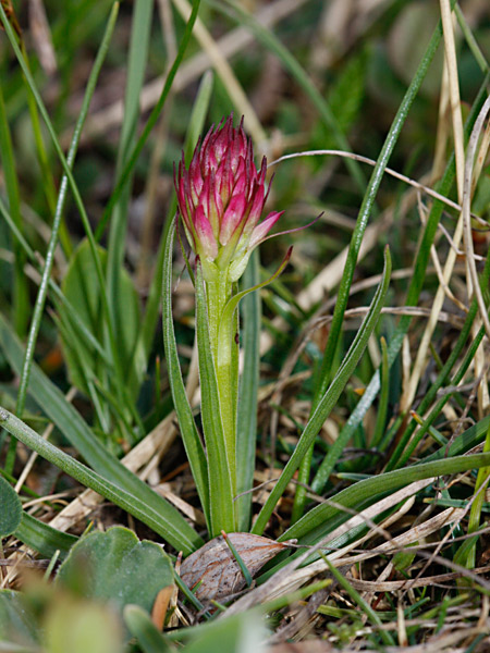 Pflanzenbild gross Rotes Männertreu - Nigritella rubra