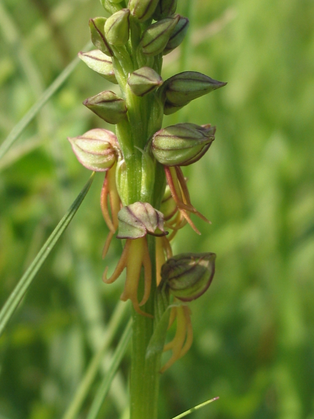 Pflanzenbild gross Ohnsporn - Aceras anthropophorum