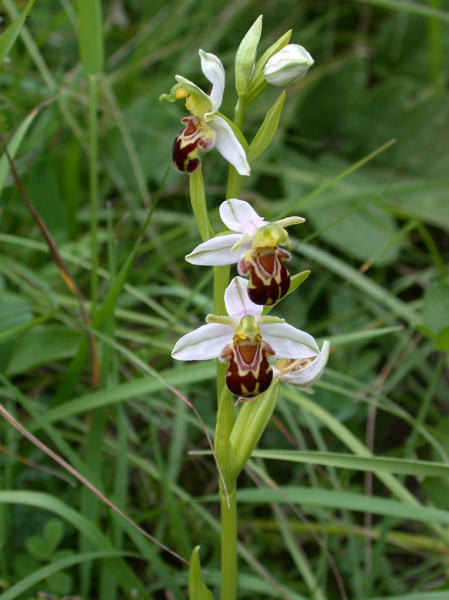 Pflanzenbild gross Bienen-Ragwurz - Ophrys apifera