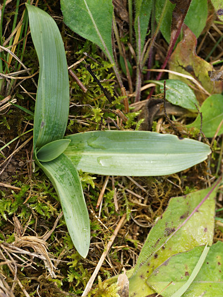 Pflanzenbild gross Bienen-Ragwurz - Ophrys apifera