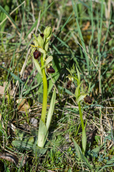 Pflanzenbild gross Gewöhnliche Spinnen-Ragwurz - Ophrys sphegodes