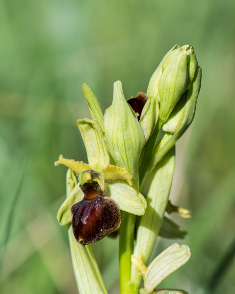 Pflanzenbild gross Gewöhnliche Spinnen-Ragwurz - Ophrys sphegodes