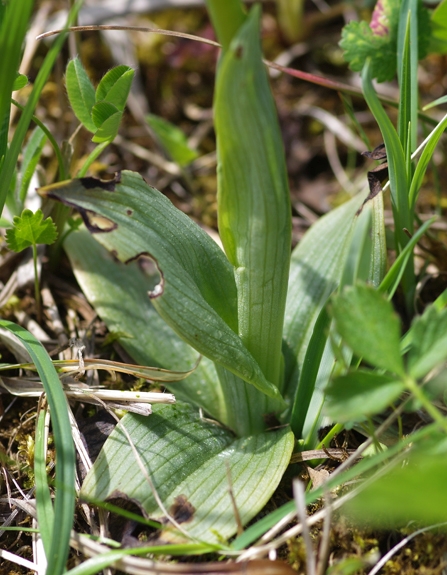 Pflanzenbild gross Kleine Spinnen-Ragwurz - Ophrys araneola