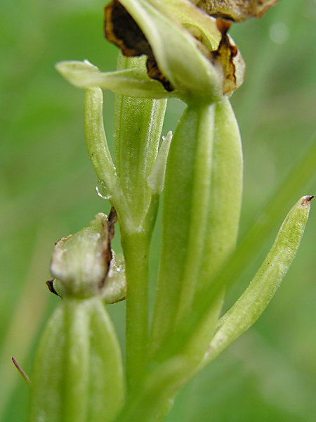 Pflanzenbild gross Kleine Spinnen-Ragwurz - Ophrys araneola