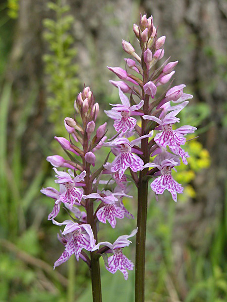 Pflanzenbild gross Gefleckte Fingerwurz - Dactylorhiza maculata
