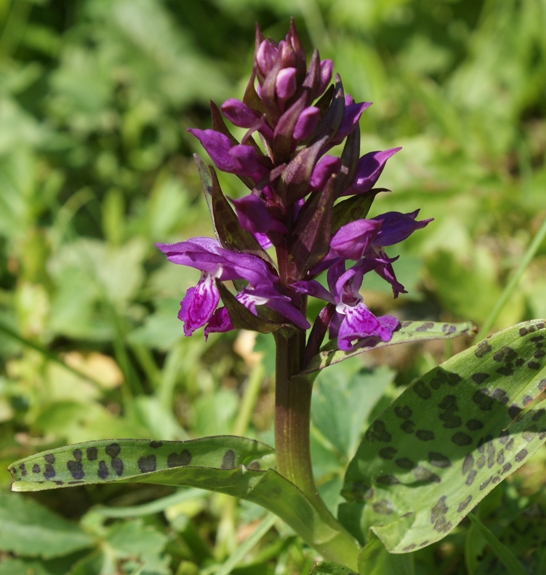 Pflanzenbild gross Breitblättrige Fingerwurz - Dactylorhiza majalis
