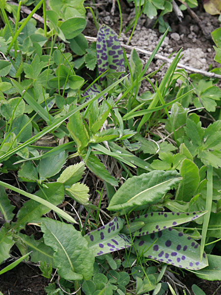 Pflanzenbild gross Breitblättrige Fingerwurz - Dactylorhiza majalis
