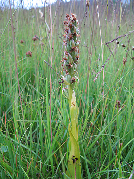 Pflanzenbild gross Fleischrote Fingerwurz - Dactylorhiza incarnata