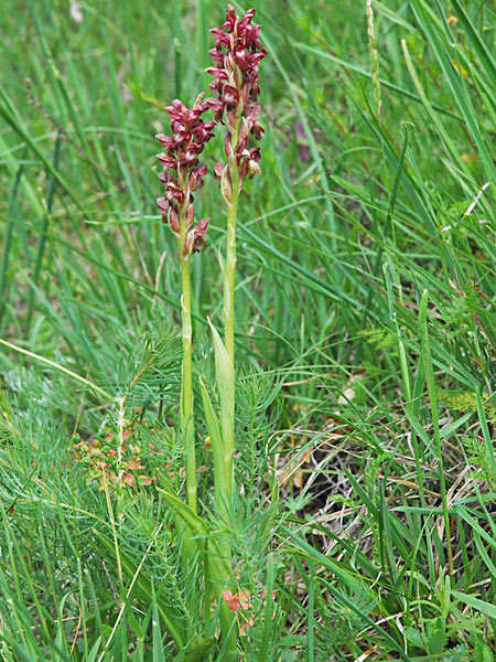 Pflanzenbild gross Wanzen-Knabenkraut - Orchis coriophora