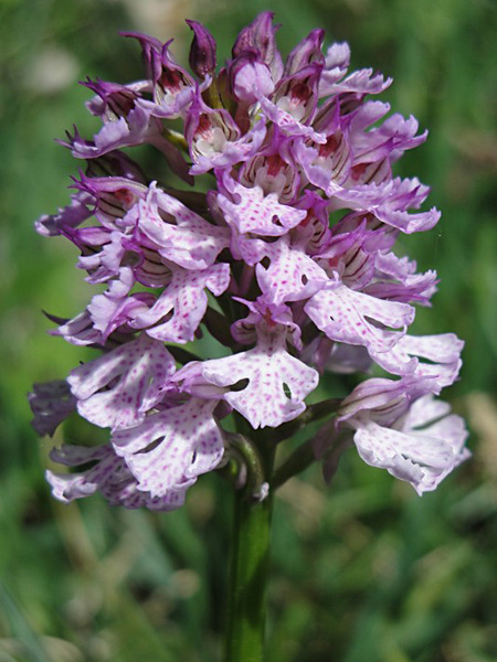 Pflanzenbild gross Dreizähniges Knabenkraut - Orchis tridentata