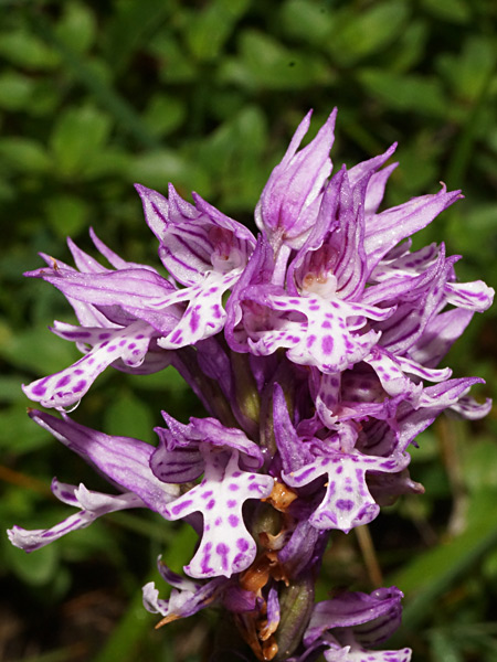 Pflanzenbild gross Dreizähniges Knabenkraut - Orchis tridentata