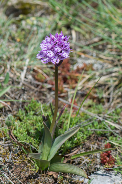 Pflanzenbild gross Dreizähniges Knabenkraut - Orchis tridentata