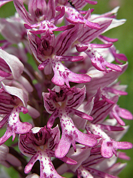 Pflanzenbild gross Helm-Knabenkraut - Orchis militaris