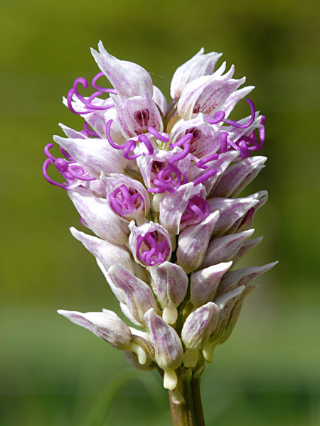 Pflanzenbild gross Affen-Knabenkraut - Orchis simia