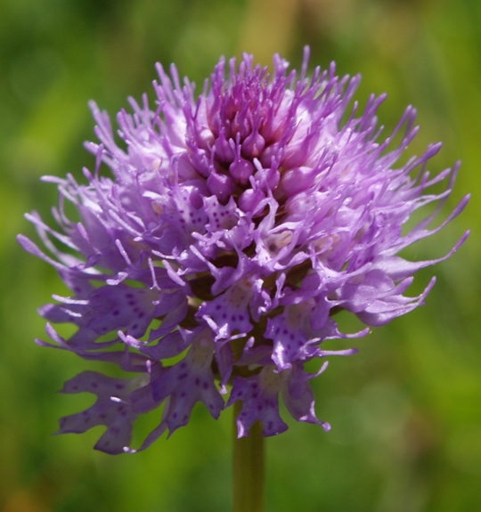 Pflanzenbild gross Kugelorchis - Traunsteinera globosa