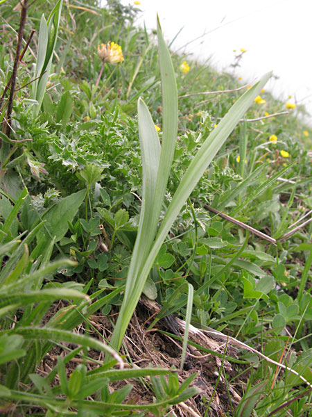 Pflanzenbild gross Kugelorchis - Traunsteinera globosa