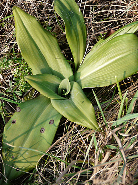 Pflanzenbild gross Bocks-Riemenzunge - Himantoglossum hircinum