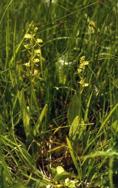 Pflanzenbild gross Zwiebelorchis - Liparis loeselii