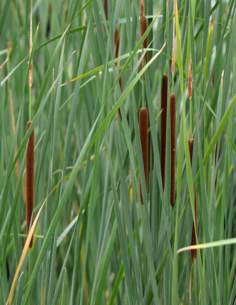 Pflanzenbild gross Schmalblättriger Rohrkolben - Typha angustifolia